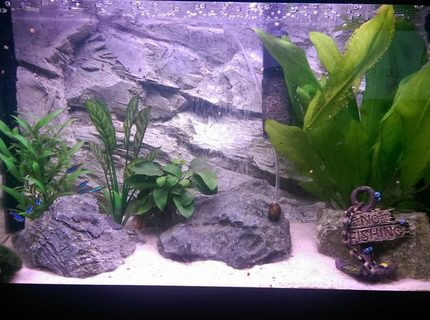90 gallons freshwater fish tank (mostly fish and non-living decorations) - My old 60L Tropical tank.
Marina Style 60 Tank.
Play sand used as substrate.
Grey rock fibreglass 3d background off ebay. Deep oceanic rocks from Dobbies. Two real plants and two cheap fake plants plus one moss ball. 90 gallons freshwater fish tank (mostly fish and non-living decorations) - My old 60L Tropical tank.
Marina Style 60 Tank.
Play sand used as substrate.
Grey rock fibreglass 3d background off ebay. Deep oceanic rocks from Dobbies. Two real plants and two cheap fake plants plus one moss ball.