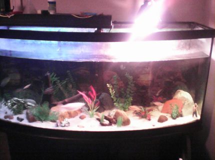 70 gallons freshwater fish tank (mostly fish and non-living decorations) - Sorry for the quality 70 gallons freshwater fish tank (mostly fish and non-living decorations) - Sorry for the quality