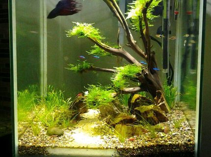 80 gallons freshwater fish tank (mostly fish and non-living decorations) - 18 gallon semi-planted cube
Home to Betta, cardinal tetras, Rasboras and RCS. 80 gallons freshwater fish tank (mostly fish and non-living decorations) - 18 gallon semi-planted cube
Home to Betta, cardinal tetras, Rasboras and RCS.