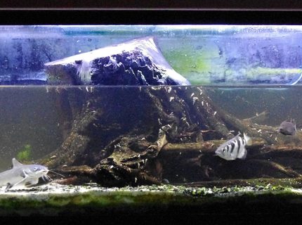 100 gallons freshwater fish tank (mostly fish and non-living decorations) - brackish 100 gallon almost full 100 gallons freshwater fish tank (mostly fish and non-living decorations) - brackish 100 gallon almost full