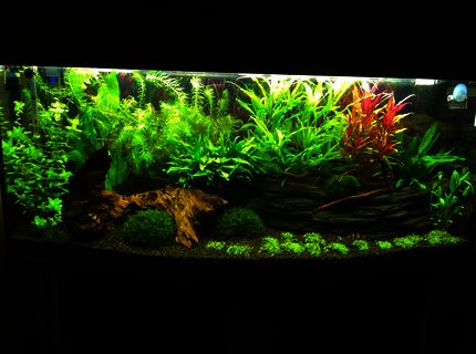 240 gallons freshwater fish tank (mostly fish and non-living decorations) - My 240l bow front tank
4 months old 240 gallons freshwater fish tank (mostly fish and non-living decorations) - My 240l bow front tank
4 months old