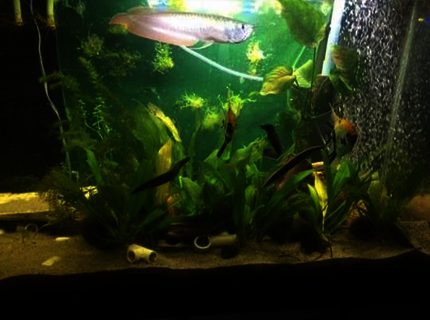 220 gallons freshwater fish tank (mostly fish and non-living decorations) - 4 eels and arowana in a 65 gallon , waiting for them to be big enough for the 220g predator communauty 220 gallons freshwater fish tank (mostly fish and non-living decorations) - 4 eels and arowana in a 65 gallon , waiting for them to be big enough for the 220g predator communauty