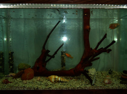 20 gallons freshwater fish tank (mostly fish and non-living decorations) - My aquarium. This is better than it's photo 20 gallons freshwater fish tank (mostly fish and non-living decorations) - My aquarium. This is better than it's photo