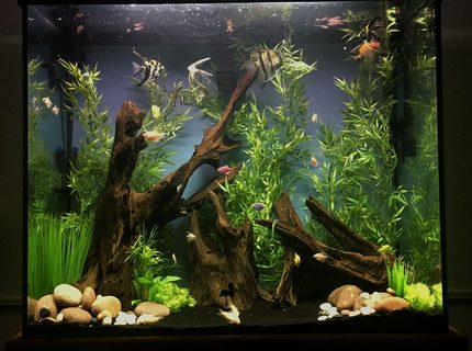 70 gallons freshwater fish tank (mostly fish and non-living decorations) - 70 gallon tall unplanted community tank 70 gallons freshwater fish tank (mostly fish and non-living decorations) - 70 gallon tall unplanted community tank