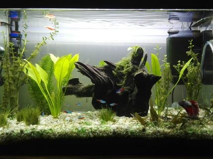 16 gallons freshwater fish tank (mostly fish and non-living decorations) - planted tank 16 gallons freshwater fish tank (mostly fish and non-living decorations) - planted tank