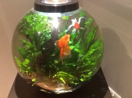 15 gallons freshwater fish tank (mostly fish and non-living decorations) - Biorb 60 drilled through bottom to fluval 106 canister filter, inline heater, LED intelligent lighting. Java ferns, various anubias. Two fantail goldfish, Tiny Bristlenose plec. 15 gallons freshwater fish tank (mostly fish and non-living decorations) - Biorb 60 drilled through bottom to fluval 106 canister filter, inline heater, LED intelligent lighting. Java ferns, various anubias. Two fantail goldfish, Tiny Bristlenose plec.