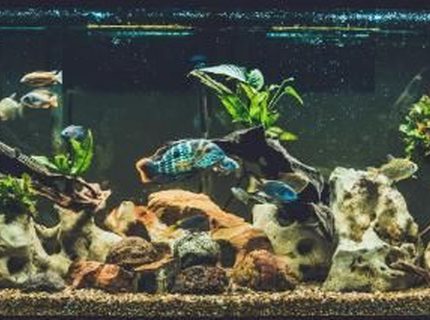 120 gallons freshwater fish tank (mostly fish and non-living decorations) - 120 gallon 120 gallons freshwater fish tank (mostly fish and non-living decorations) - 120 gallon