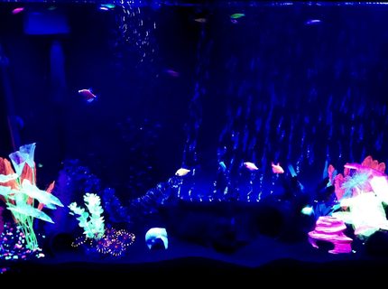 60 gallons freshwater fish tank (mostly fish and non-living decorations) - 60g freshwater Glofish tank with Glofish danios, Glofish tetras and albino Cory cats. 60 gallons freshwater fish tank (mostly fish and non-living decorations) - 60g freshwater Glofish tank with Glofish danios, Glofish tetras and albino Cory cats.