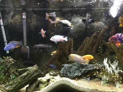 110 gallons freshwater fish tank (mostly fish and non-living decorations) - 110 gallon African Cichlid Aquarium. 110 gallons freshwater fish tank (mostly fish and non-living decorations) - 110 gallon African Cichlid Aquarium.