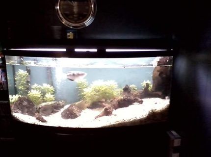 72 gallons freshwater fish tank (mostly fish and non-living decorations) - 72 Bowfront with Banded Archerfish Hygrophila difformis. 72 gallons freshwater fish tank (mostly fish and non-living decorations) - 72 Bowfront with Banded Archerfish Hygrophila difformis.