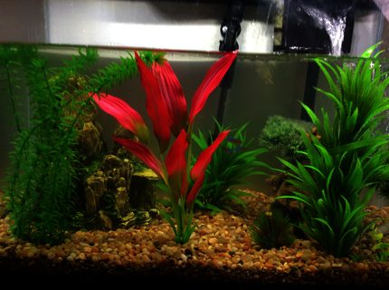 20 gallons freshwater fish tank (mostly fish and non-living decorations) - My humble fish tank 20 gallons freshwater fish tank (mostly fish and non-living decorations) - My humble fish tank