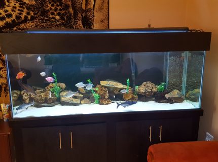 180 gallons freshwater fish tank (mostly fish and non-living decorations) - 180g freshwater display tank 180 gallons freshwater fish tank (mostly fish and non-living decorations) - 180g freshwater display tank