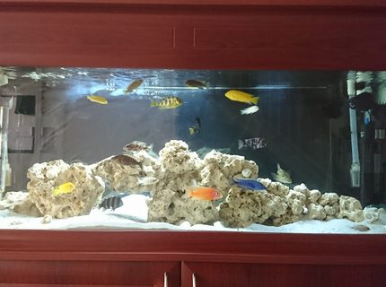 60 gallons freshwater fish tank (mostly fish and non-living decorations) - Mixed African Cichlids aquarium. Ocean rock and shells for decorations with white sand and a black background. 2x Fluval 306 filters + x2 wave makers and 2x heaters. 20 fish currently in the aquarium. 60 gallons freshwater fish tank (mostly fish and non-living decorations) - Mixed African Cichlids aquarium. Ocean rock and shells for decorations with white sand and a black background. 2x Fluval 306 filters + x2 wave makers and 2x heaters. 20 fish currently in the aquarium.