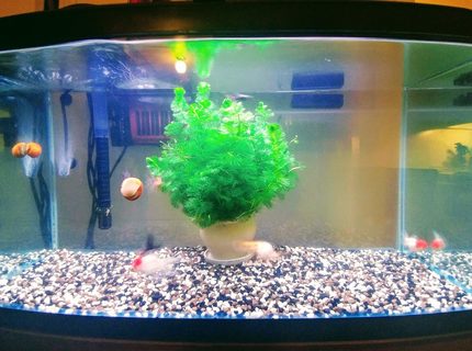 27 gallons freshwater fish tank (mostly fish and non-living decorations) - My First Tank...Plan To Upgrade in size and get alot more plant life for these guys...I started keeping fish as a hobby to help me out with anxiety disorder And I can honestly say it's calming to try and give these little guys the best life possible... 27 gallons freshwater fish tank (mostly fish and non-living decorations) - My First Tank...Plan To Upgrade in size and get alot more plant life for these guys...I started keeping fish as a hobby to help me out with anxiety disorder And I can honestly say it's calming to try and give these little guys the best life possible...