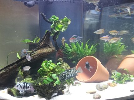 54 gallons freshwater fish tank (mostly fish and non-living decorations) - 54 gallon West African biotope/themed with fair share of non-African residents 54 gallons freshwater fish tank (mostly fish and non-living decorations) - 54 gallon West African biotope/themed with fair share of non-African residents