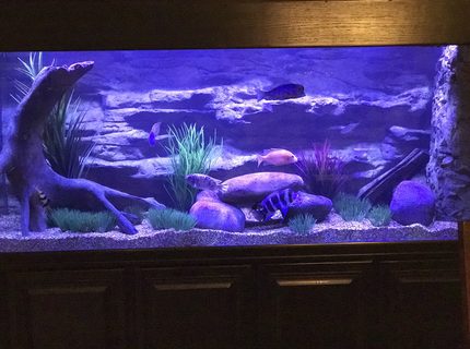 210 gallons freshwater fish tank (mostly fish and non-living decorations) - 210 tank 210 gallons freshwater fish tank (mostly fish and non-living decorations) - 210 tank