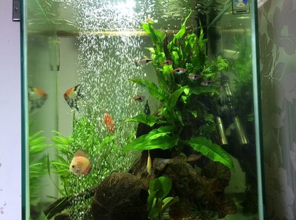 33 gallons freshwater fish tank (mostly fish and non-living decorations) - Hi 33 gallons freshwater fish tank (mostly fish and non-living decorations) - Hi