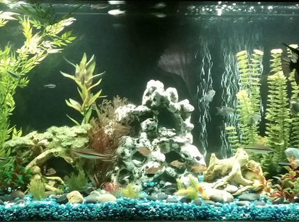 65 gallons freshwater fish tank (mostly fish and non-living decorations) - 60 gallon freshwater tank with fake plants.
5 bloodthin tetras
4 black neon tetras
1 angel fish
3 platys
5 Cory cats
3 Dennison Barb's
3 cherry Barb's
2 algae eaters
4 black skirt tetras
6 red minor tetras
4 gouramis 65 gallons freshwater fish tank (mostly fish and non-living decorations) - 60 gallon freshwater tank with fake plants.
5 bloodthin tetras
4 black neon tetras
1 angel fish
3 platys
5 Cory cats
3 Dennison Barb's
3 cherry Barb's
2 algae eaters
4 black skirt tetras
6 red minor tetras
4 gouramis