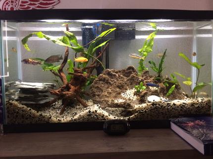 16 gallons freshwater fish tank (mostly fish and non-living decorations) - Community tank 16 gallons freshwater fish tank (mostly fish and non-living decorations) - Community tank