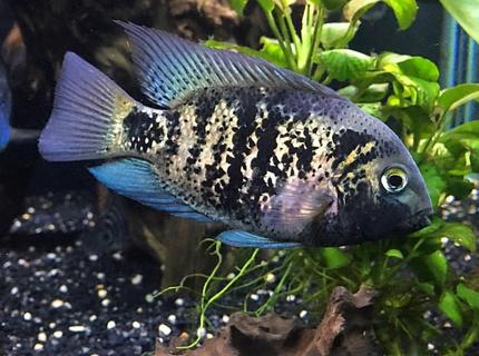 150 gallons freshwater fish tank (mostly fish and non-living decorations) - Vieja Heterospila 150 gallons freshwater fish tank (mostly fish and non-living decorations) - Vieja Heterospila