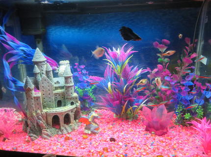 20 gallons freshwater fish tank (mostly fish and non-living decorations) - This is a 20 gallon tank, 12 x 24, whisper filter, newer heater (needs no adjustment), fluorescent light, pink gravel, castle, dragon. pink crystal, plastic plants (pink and purple) 20 gallons freshwater fish tank (mostly fish and non-living decorations) - This is a 20 gallon tank, 12 x 24, whisper filter, newer heater (needs no adjustment), fluorescent light, pink gravel, castle, dragon. pink crystal, plastic plants (pink and purple)