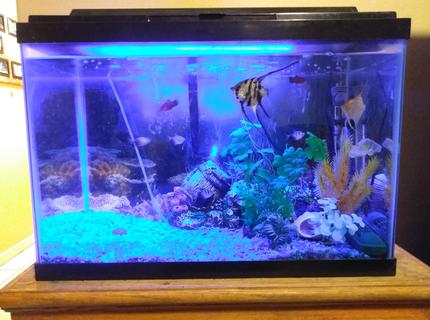 20 gallons freshwater fish tank (mostly fish and non-living decorations) - 01032018 tank update 20 gallons freshwater fish tank (mostly fish and non-living decorations) - 01032018 tank update