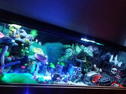 250 gallons freshwater fish tank (mostly fish and non-living decorations) - This is my Fantasy Themed Fish Tank (zoom into the pic to see or look at my additional pics) - i handcrafted custom made all the decor. This unique aquarium has it all with air animated moving bridges, underwater sand waterfalls, realistic hot lava rivers and pits, different colored lighted sections that can be changed to any possible color or multiple mode settings with a simple pushing of a button using your smartphone, even has realistic lightning above the evil castle. Fairy side has a sun that changes colors along with the sky to look like a beautiful sunset. 250 gallons freshwater fish tank (mostly fish and non-living decorations) - This is my Fantasy Themed Fish Tank (zoom into the pic to see or look at my additional pics) - i handcrafted custom made all the decor. This unique aquarium has it all with air animated moving bridges, underwater sand waterfalls, realistic hot lava rivers and pits, different colored lighted sections that can be changed to any possible color or multiple mode settings with a simple pushing of a button using your smartphone, even has realistic lightning above the evil castle. Fairy side has a sun that changes colors along with the sky to look like a beautiful sunset.