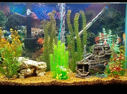 65 gallons freshwater fish tank (mostly fish and non-living decorations) - Taylor Ocean 65 gallons freshwater fish tank (mostly fish and non-living decorations) - Taylor Ocean