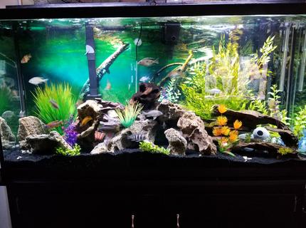 60 gallons freshwater fish tank (mostly fish and non-living decorations) - Fish paradise 60 gallons freshwater fish tank (mostly fish and non-living decorations) - Fish paradise