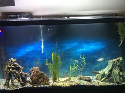 70 gallons freshwater fish tank (mostly fish and non-living decorations) - FreshWater Community Tank 70 gallons freshwater fish tank (mostly fish and non-living decorations) - FreshWater Community Tank
