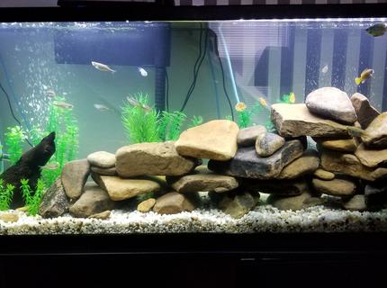 55 gallons freshwater fish tank (mostly fish and non-living decorations) - Added some wood to the 55g tank and flipped the layout. 55 gallons freshwater fish tank (mostly fish and non-living decorations) - Added some wood to the 55g tank and flipped the layout.