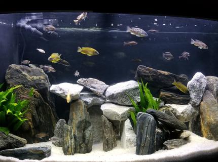 Rated #10: 90 Gallons Freshwater Fish Tank - Our new Peacock tank.
Our African peacock cichlid tank.Tank: 90g bowfront with overflow, Eshopps R100 refugium, SICCE Voyager 3 Power head Rocks: Talc, limestone and serpentine.Plants: Java fern and vallisneria (hidden behind the big rock near overflow Fish: Firefish peacock, Rubescens peacock, Ethelwynnae peacock, lemon Jake peacock, Blue Orchid peacock, Red Top Lwanda peacock, Sulfur Head peacock, German Red peacock, OB peacock, Albino pink peacock, Taiwan Reef hap, Magnum pleco (L047), Blue phantom pleco (L128), Golden nugget pleco (L018) Rated #10: 90 Gallons Freshwater Fish Tank - Our new Peacock tank.
Our African peacock cichlid tank.Tank: 90g bowfront with overflow, Eshopps R100 refugium, SICCE Voyager 3 Power head Rocks: Talc, limestone and serpentine.Plants: Java fern and vallisneria (hidden behind the big rock near overflow Fish: Firefish peacock, Rubescens peacock, Ethelwynnae peacock, lemon Jake peacock, Blue Orchid peacock, Red Top Lwanda peacock, Sulfur Head peacock, German Red peacock, OB peacock, Albino pink peacock, Taiwan Reef hap, Magnum pleco (L047), Blue phantom pleco (L128), Golden nugget pleco (L018)