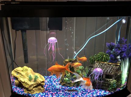 36 gallons freshwater fish tank (mostly fish and non-living decorations) - 36g Bow Front with 4 goldfish won from a fair and a minnow saved from my creek 36 gallons freshwater fish tank (mostly fish and non-living decorations) - 36g Bow Front with 4 goldfish won from a fair and a minnow saved from my creek