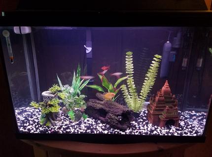 29 gallons freshwater fish tank (mostly fish and non-living decorations) - My 29 gallon. (Work in progress) 29 gallons freshwater fish tank (mostly fish and non-living decorations) - My 29 gallon. (Work in progress)