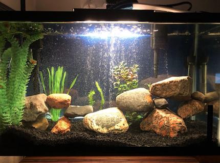29 gallons freshwater fish tank (mostly fish and non-living decorations) - 29 gallon jack dempsey and green terror tank (fish are hiding) 29 gallons freshwater fish tank (mostly fish and non-living decorations) - 29 gallon jack dempsey and green terror tank (fish are hiding)