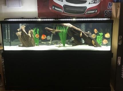 Rated #4: 125 Gallons Freshwater Fish Tank - 125 discus tank Rated #4: 125 Gallons Freshwater Fish Tank - 125 discus tank