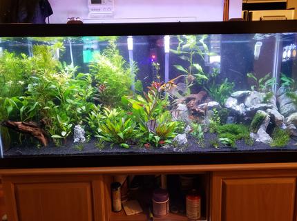 Rated #7: 75 Gallons Freshwater Fish Tank - 2 months in Rated #7: 75 Gallons Freshwater Fish Tank - 2 months in