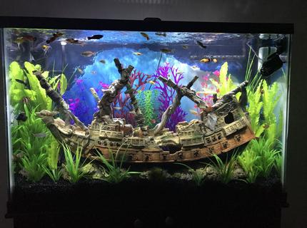 Rated #2: 45 Gallons Freshwater Fish Tank - Ship Wreck Rated #2: 45 Gallons Freshwater Fish Tank - Ship Wreck