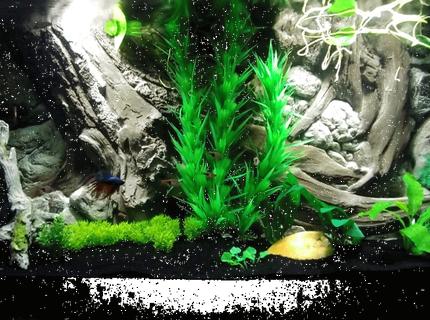 55 gallons freshwater fish tank (mostly fish and non-living decorations) - New 55g 55 gallons freshwater fish tank (mostly fish and non-living decorations) - New 55g