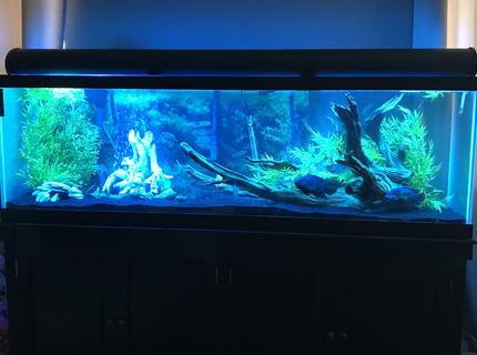 125 gallons freshwater fish tank (mostly fish and non-living decorations) - 125 gallon 125 gallons freshwater fish tank (mostly fish and non-living decorations) - 125 gallon