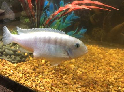 30 gallons freshwater fish tank (mostly fish and non-living decorations) - N 30 gallons freshwater fish tank (mostly fish and non-living decorations) - N
