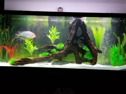 125 gallons freshwater fish tank (mostly fish and non-living decorations) - 125Gal SA Cichlid tank 125 gallons freshwater fish tank (mostly fish and non-living decorations) - 125Gal SA Cichlid tank