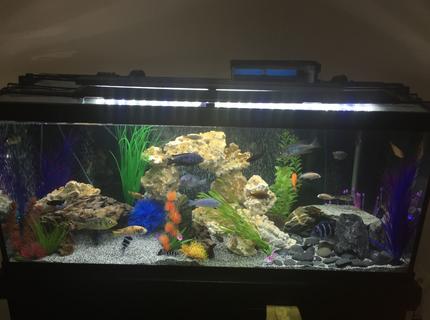 75 gallons freshwater fish tank (mostly fish and non-living decorations) - Mixed African Cichlid tank 75 gallons freshwater fish tank (mostly fish and non-living decorations) - Mixed African Cichlid tank