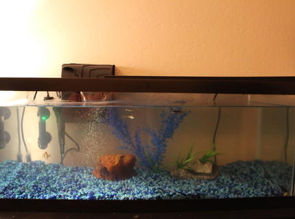 Rated #10: 29 Gallons Freshwater Fish Tank - Full Tank Shot Rated #10: 29 Gallons Freshwater Fish Tank - Full Tank Shot