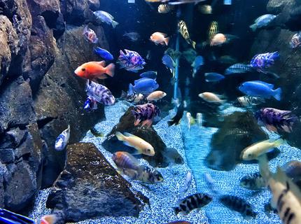 Rated #3: 125 Gallons Freshwater Fish Tank - African cichlids Rated #3: 125 Gallons Freshwater Fish Tank - African cichlids