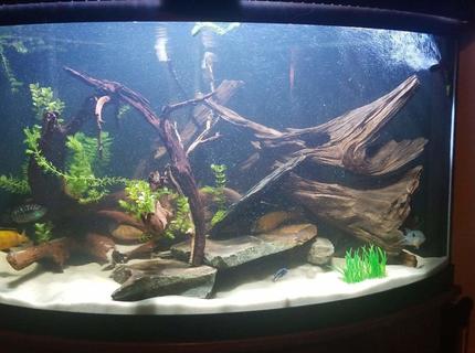 100 gallons freshwater fish tank (mostly fish and non-living decorations) - New World And African Cichlids 100 gallons freshwater fish tank (mostly fish and non-living decorations) - New World And African Cichlids