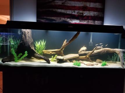 250 gallons freshwater fish tank (mostly fish and non-living decorations) - Monsters 250 gallons freshwater fish tank (mostly fish and non-living decorations) - Monsters