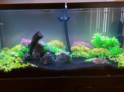 Rated #3: 75 Gallons Freshwater Fish Tank - 75g tank reworked with fx6 cannister filter and black sand. Tank is cool water and currently stocked to a minimum of 6 danios and 3 guppies. Ill add reticulated hillstream loach and a few more guppies once bio load has upped. Rated #3: 75 Gallons Freshwater Fish Tank - 75g tank reworked with fx6 cannister filter and black sand. Tank is cool water and currently stocked to a minimum of 6 danios and 3 guppies. Ill add reticulated hillstream loach and a few more guppies once bio load has upped.