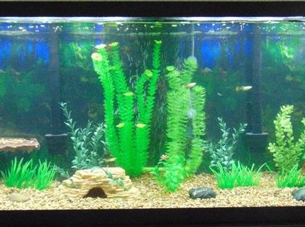 Rated #6: 55 Gallons Freshwater Fish Tank - 55 Gallons Freshwater Aquarium Rated #6: 55 Gallons Freshwater Fish Tank - 55 Gallons Freshwater Aquarium