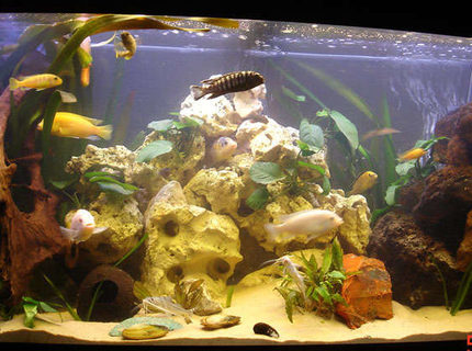 260 gallons freshwater fish tank (mostly fish and non-living decorations) - malawi tank 260 gallons freshwater fish tank (mostly fish and non-living decorations) - malawi tank